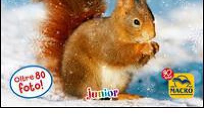 Amici animali sulla neve!